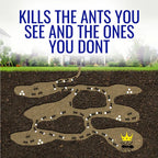 TERRO® Liquid Ant Killer, 2oz